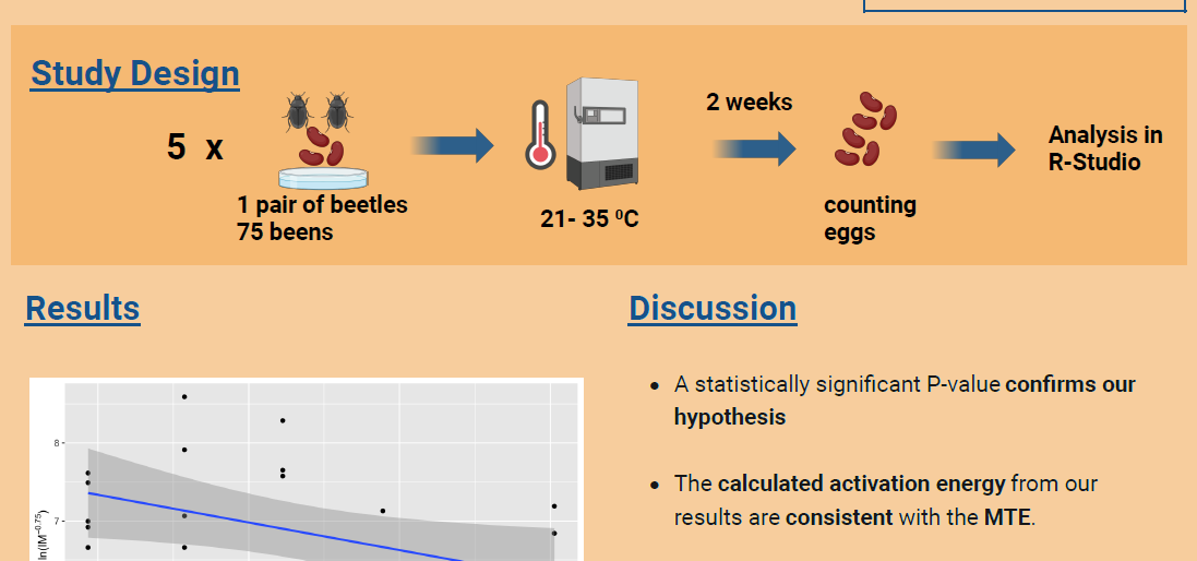Validating The Metabolic Theory of Ecology : Does egg laying effeciency in Bean Beetles vary with temperature?