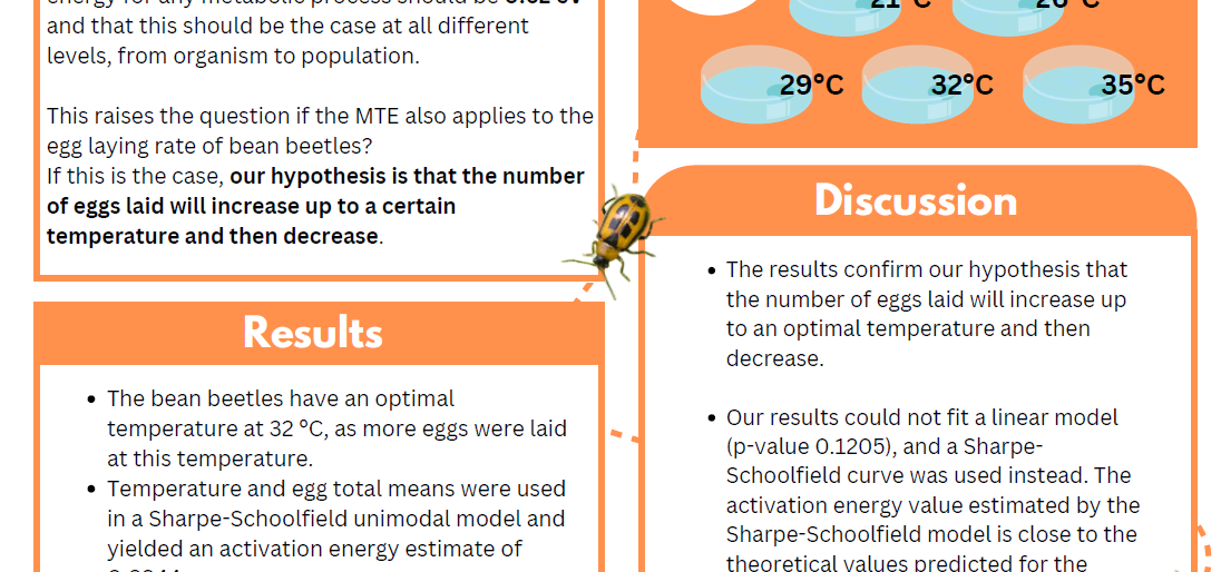 Does the metabolic theory of ecology apply to the bean beetle?