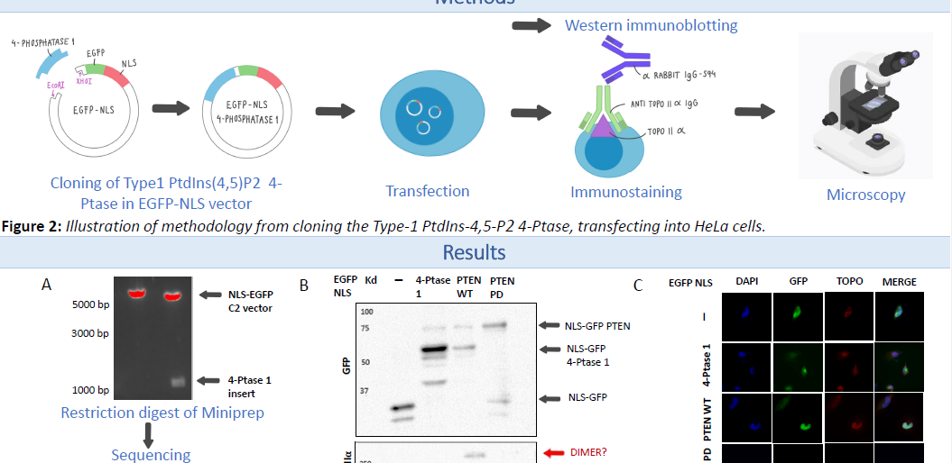 Generation of a molecular tool to manipulate levels of PtdIns(4,5)P2 in the nucleus of HeLa cells