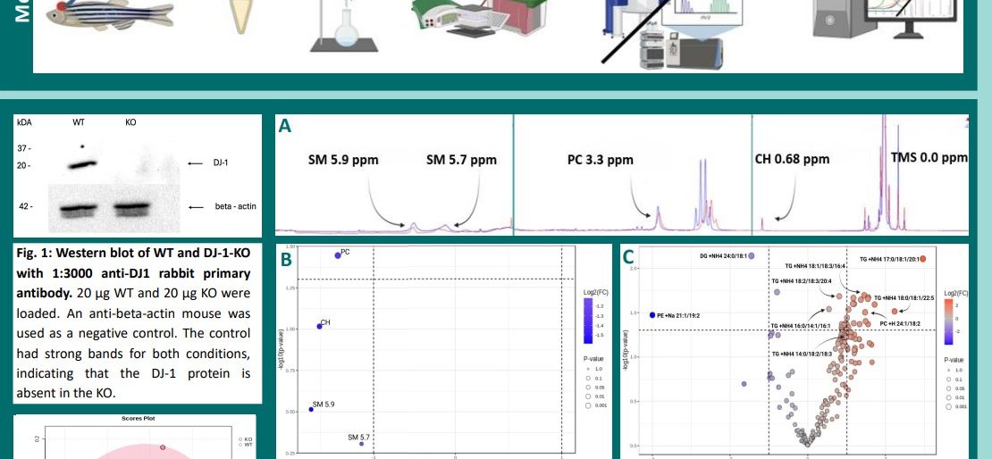 Poster entitled Comparative analysis of WT and DJ-1 knockout lipid profiles using the Zebrafish model for Parkinson’s Disease