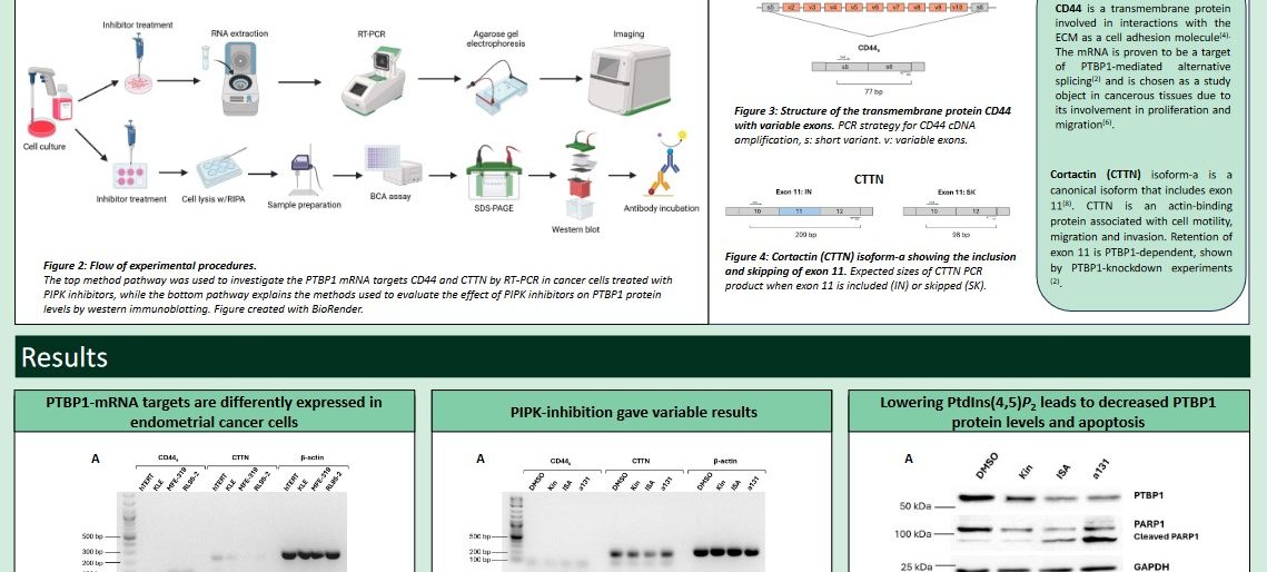 Poster entitled Potential Regulation of PTBP1 Specific mRNA levels by PIPK in Endometrial Cancer Cells