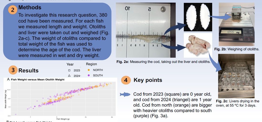 Poster entitled How far north can juvenile cod survive winter?