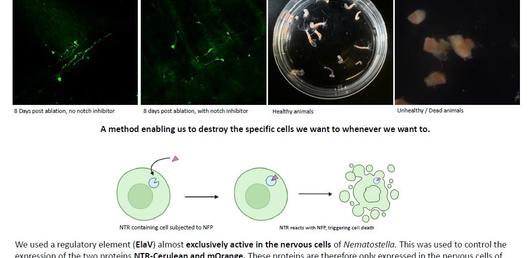 Poster entitled Effects of Notch inhibitor on nervous system regeneration in Nematostella vectensis