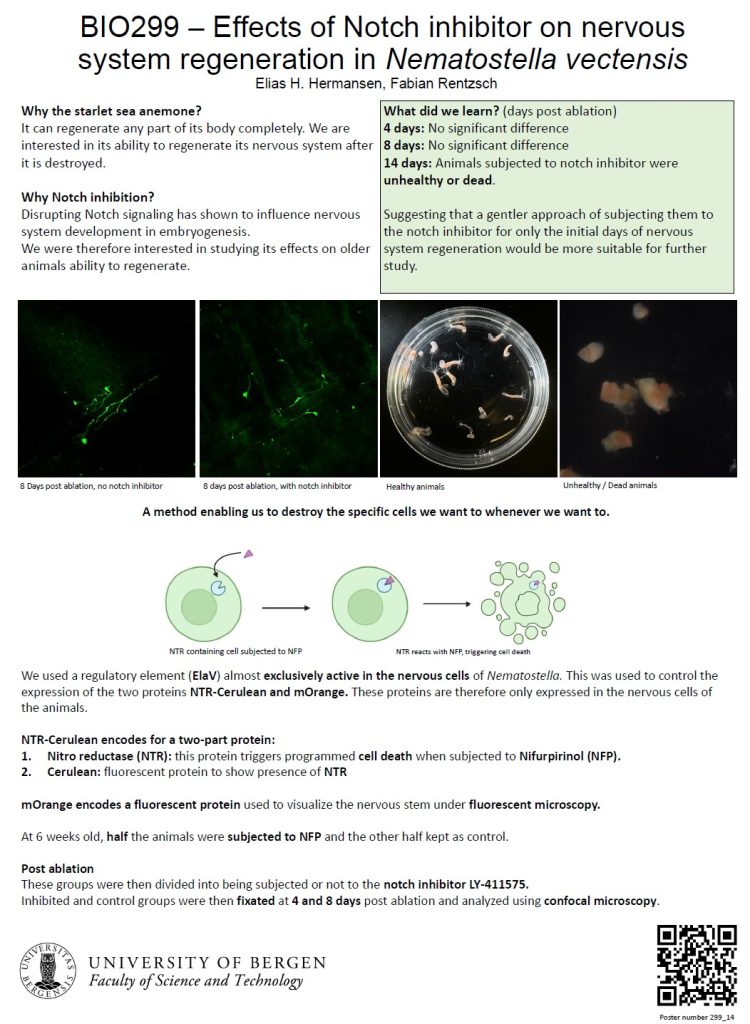 Poster entitled  Effects of Notch inhibitor on nervous
system regeneration in Nematostella vectensis