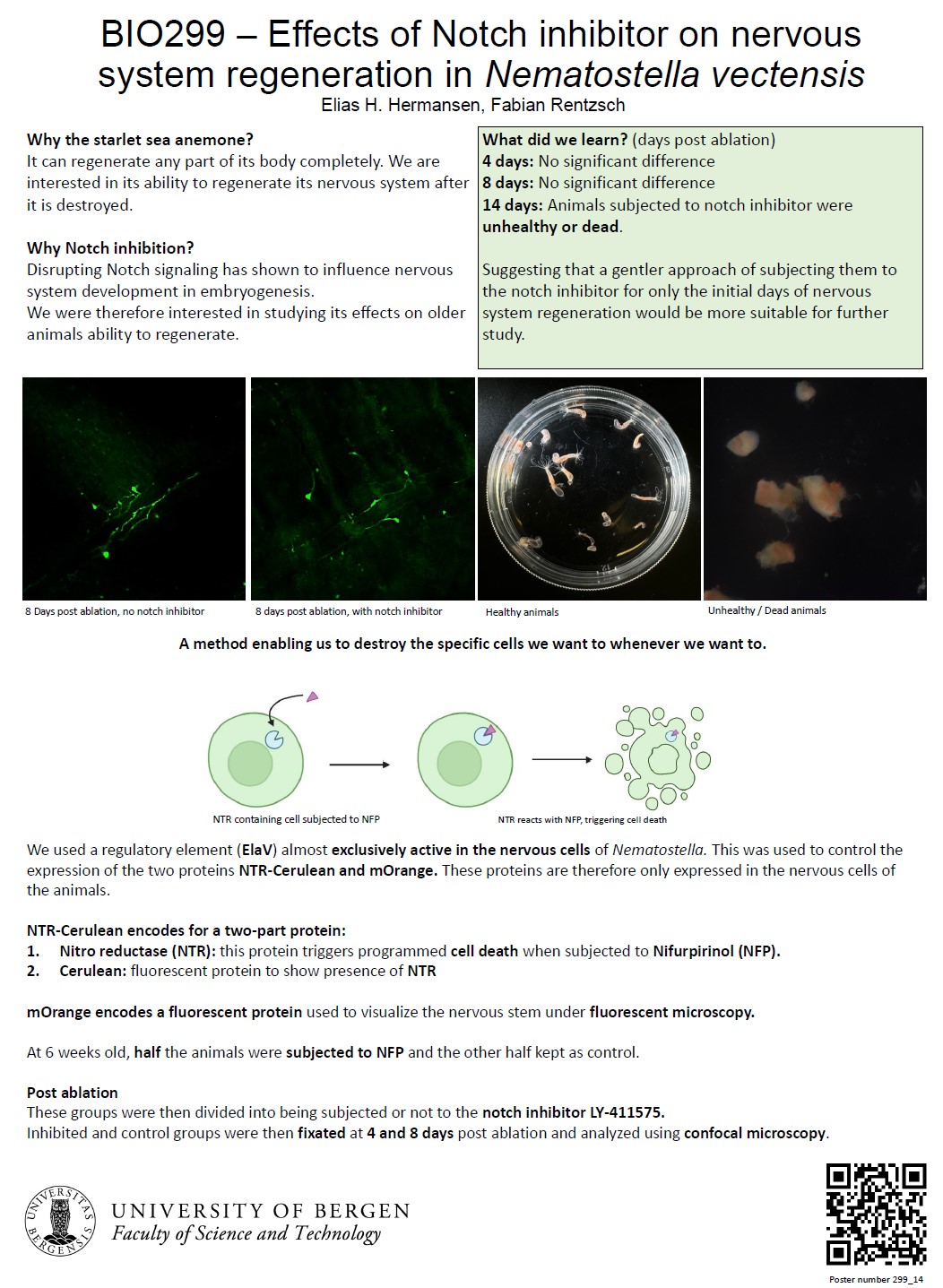 Poster entitled Effects of Notch inhibitor on nervous system regeneration in Nematostella vectensis