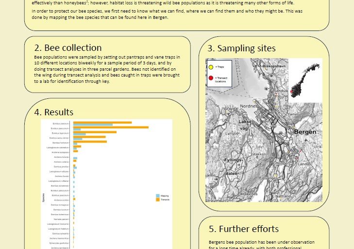 Poster entitled How is it going with the Bergen bee community - Mapping Bergens wild bee populations with traps and transect analyses