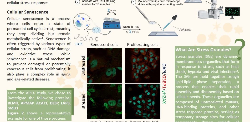 Poster entitled How Does Stress Affect Our Cells? Uncovering the Role of Stress Granules