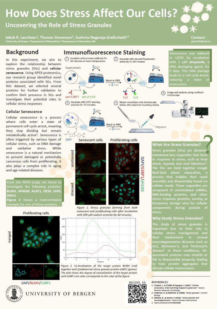 Poster entitled How Does Stress Affect Our Cells?
Uncovering the Role of Stress Granules