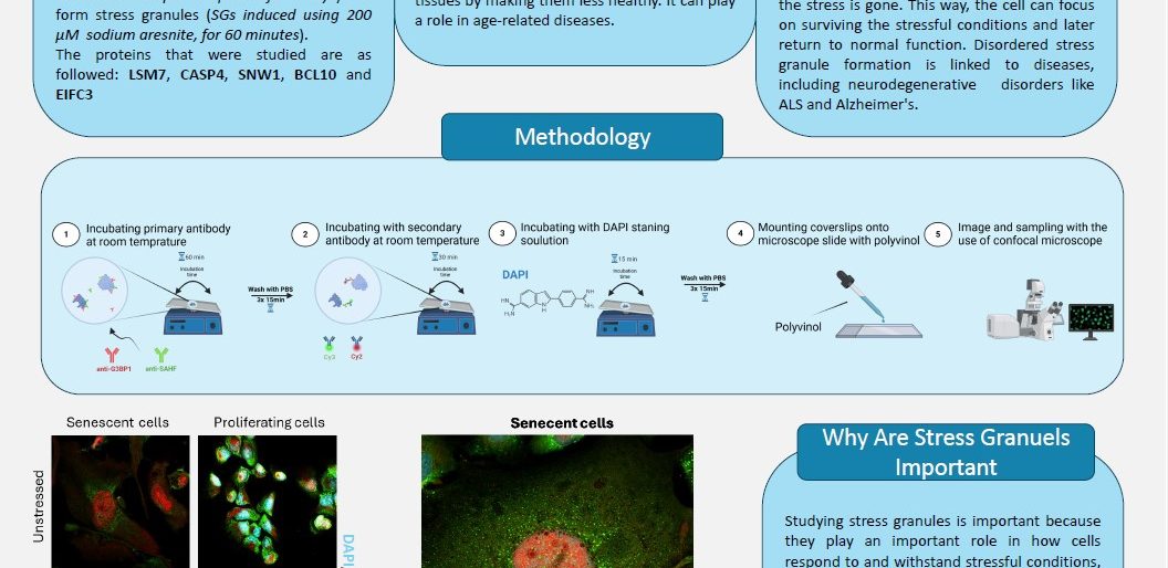 Help The Cell Is Under Stress! Furthering Our Understanding of Stress Granules