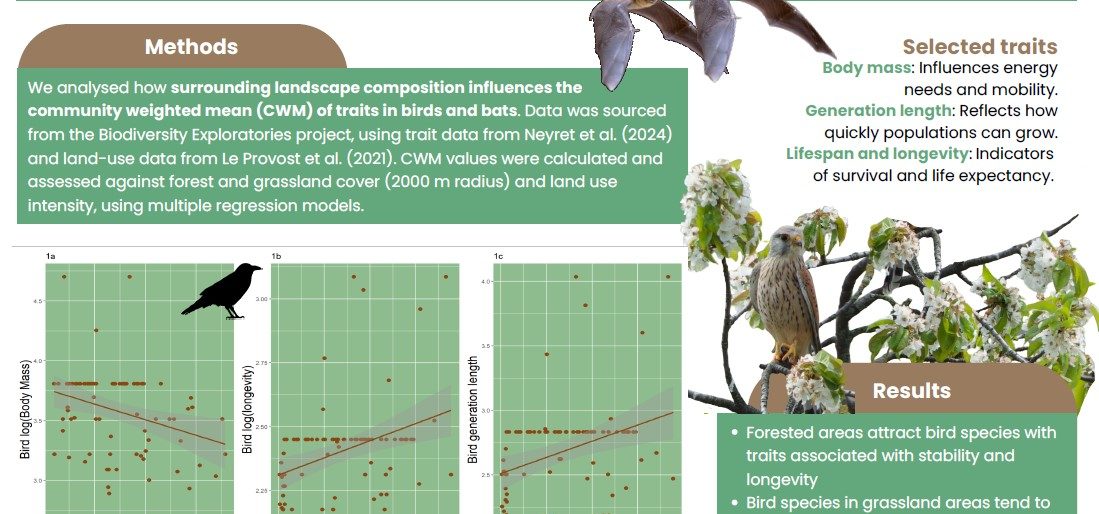 From Big Beaks to Small Squeaks - How Landscapes Affect Bird and Bat Traits