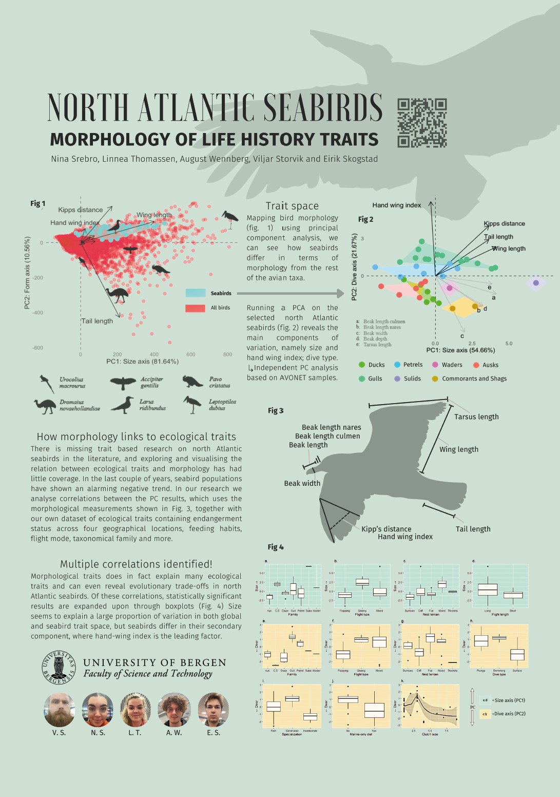 Poster entitled North Atlantic Seabirds - Morphology of life history traits