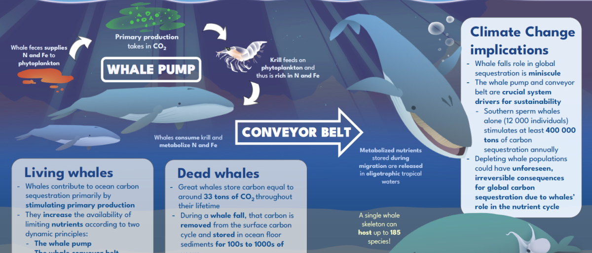 Screenshot of the poster entitled IMPACT OF WHALES ON CLIMATE CHANGE