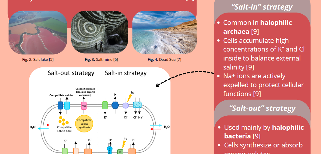 Screenshot of the poster entitled Saline Environments, Balanced Lives - Environmental Distribution and Osmotic Adaptation in Halophilic Archaea