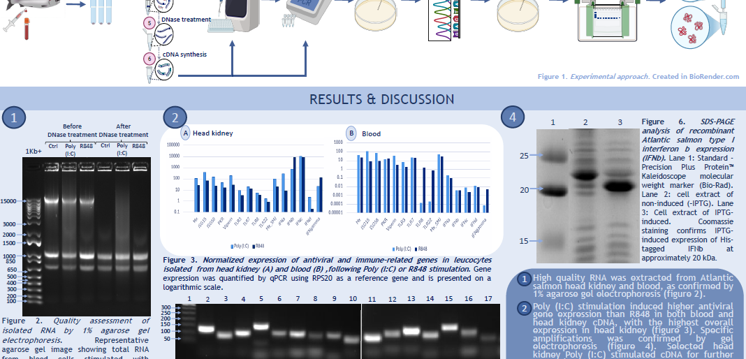 Screenshot of the poster entitled Characterization of Type I Interferons (IFNs) in Atlantic Salmon