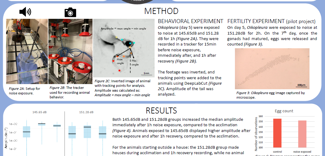 Screenshot of the poster entitled NOISE EXPOSURE’S EFFECT ON OIKOPLEURA DIOICA BEHAVIOR AND FERTILITY