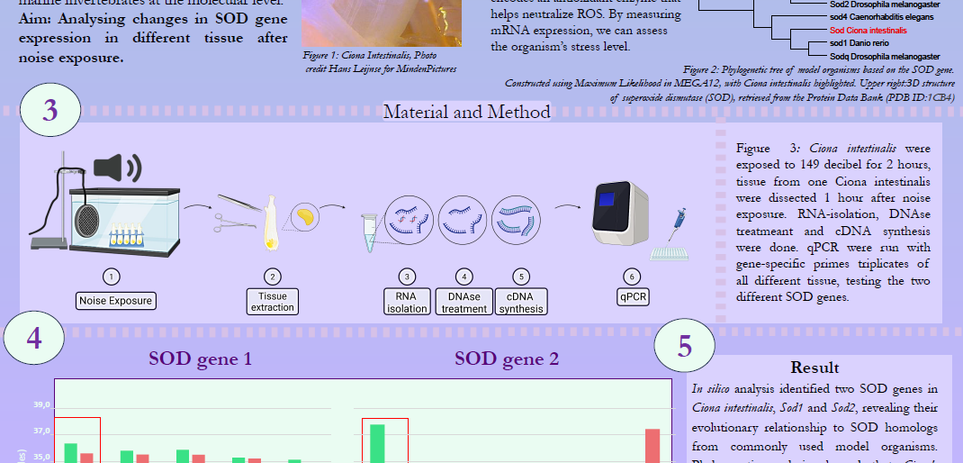 screenshot of the poster entitled The secret suffering underwater - Does Human-Made Noise Trigger Oxidative Stress in Ciona intestinalis?