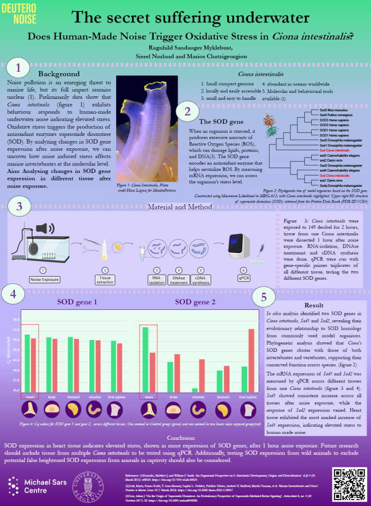 screenshot of the poster entitled The secret suffering underwater - Does Human-Made Noise Trigger Oxidative Stress in Ciona intestinalis?