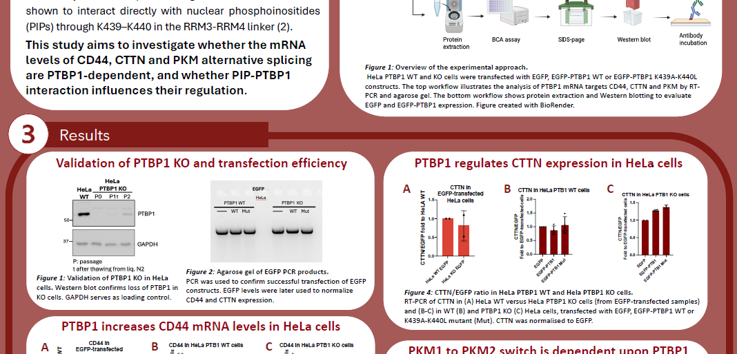 Screenshot of the poster entitled Investigating PTBP1 Regulation of Splicing and mRNA Stability of Selected Targets in HeLa Cells