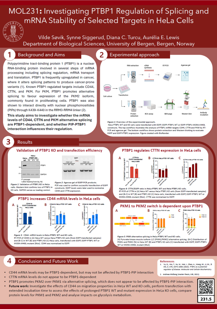Screenshot of the poster entitled Investigating PTBP1 Regulation of Splicing and mRNA Stability of Selected Targets in HeLa Cells