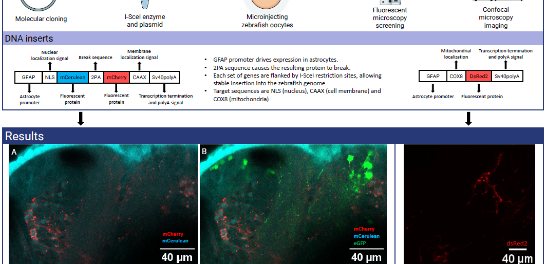 Screenshot of the poster entitled Generation of transgenic zebrafish to study astrocyte to neuron transport