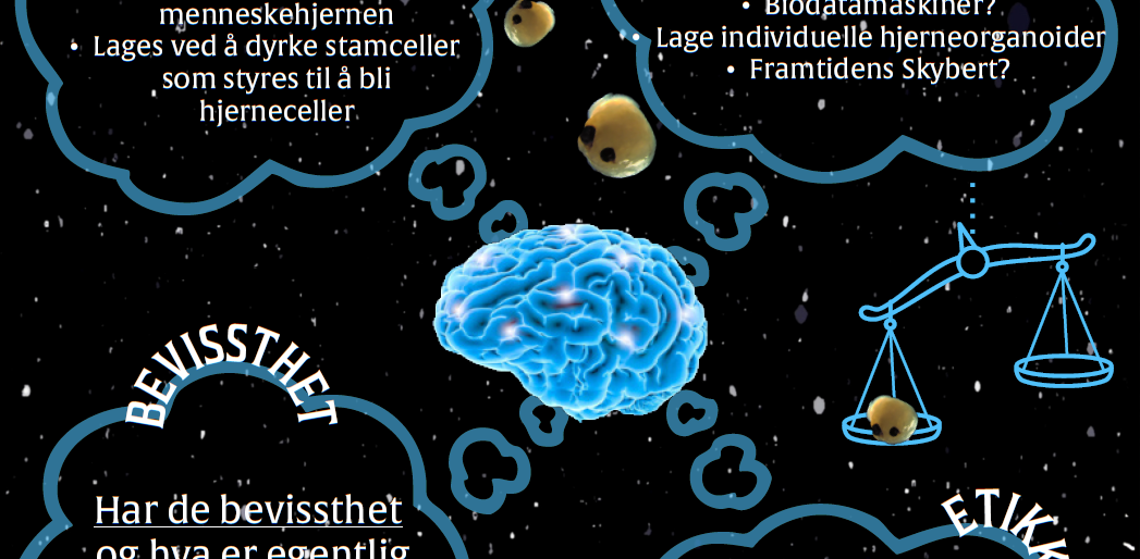 screenshot of the poster entitled HJERNEORGANOIDER -En uendelighet av muligheter-
