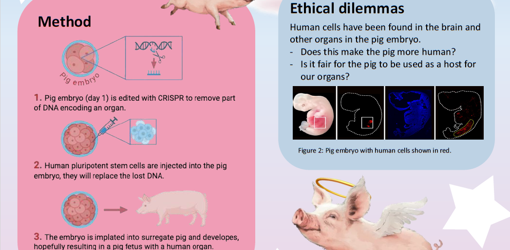 screenshot of the poster entitled Saviour pigs: Growing human organs in pigs