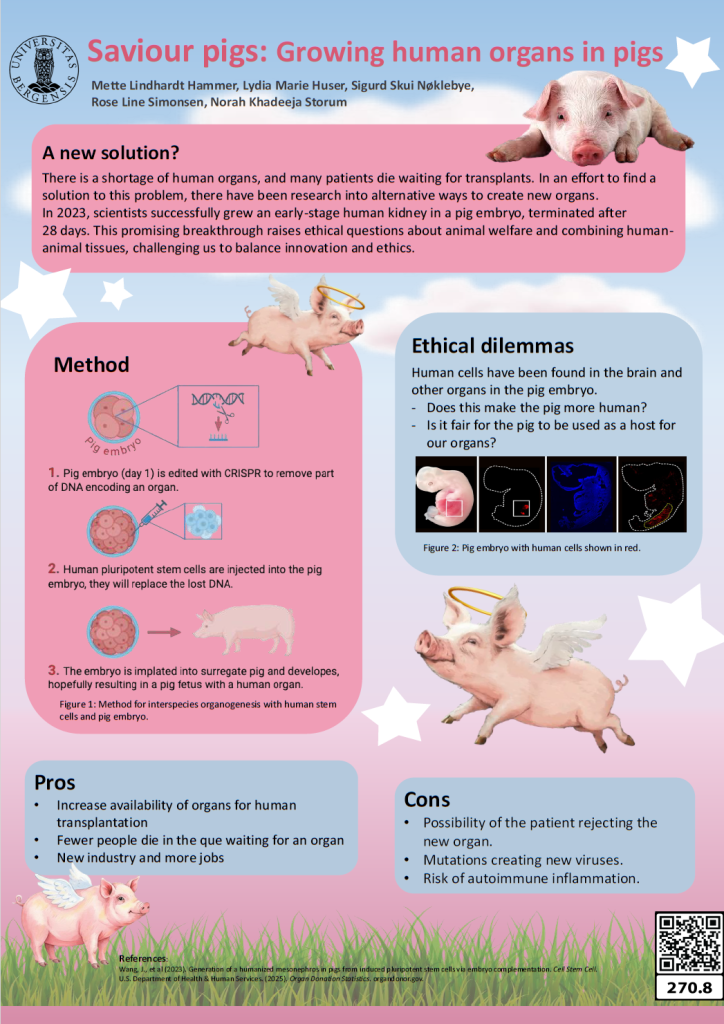 screenshot of the poster entitled Saviour pigs: Growing human organs in pigs