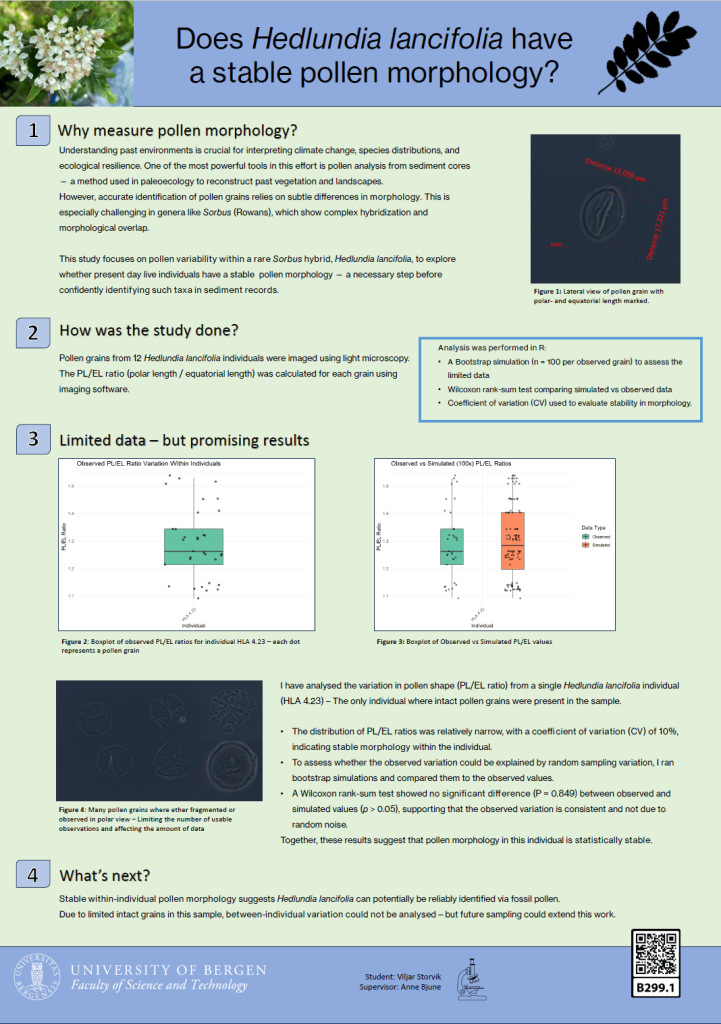 Screenshot of the poster entitled Does Hedlundia lancifolia have a stable pollen morphology?