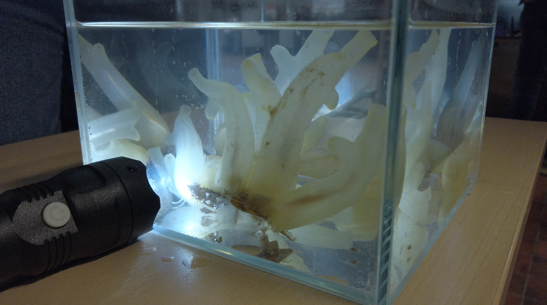 Photo of a small aquarium filled with salt water and several individuals of the species Ciona intestinalis. A light torch illuminates the aquarium from the left side.